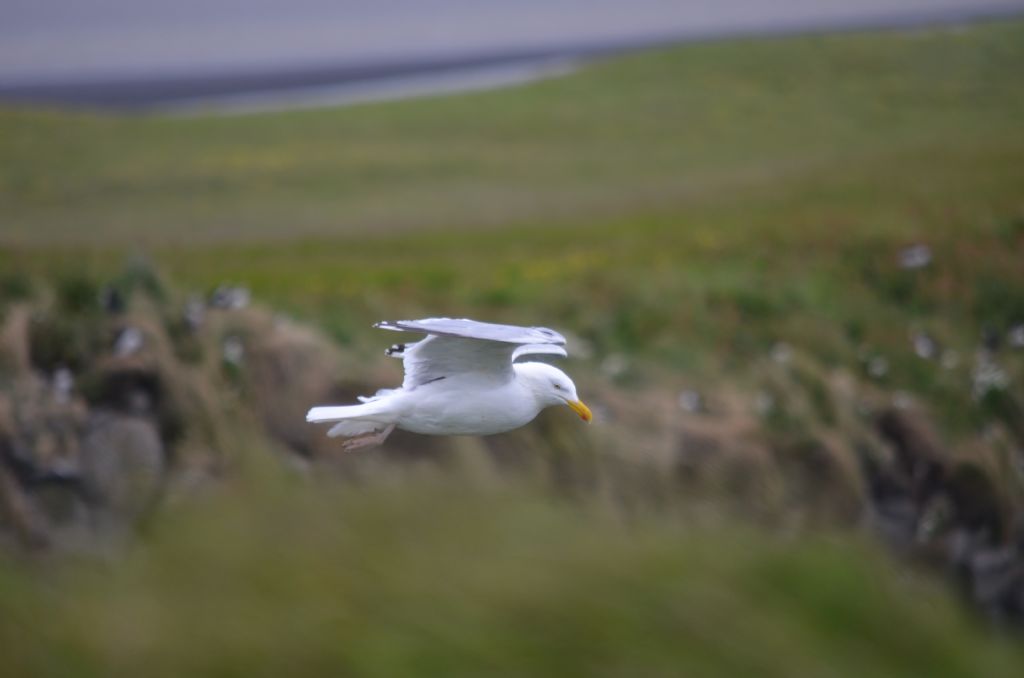 Ad ali spiegate, il sogno di Icaro.